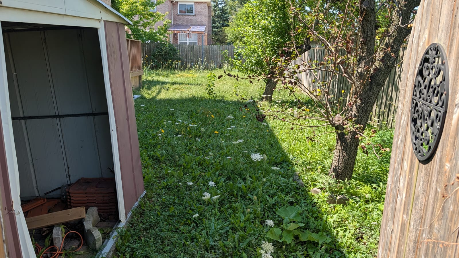 Overgrown Backyard Lawn Before Cutting Streetsville