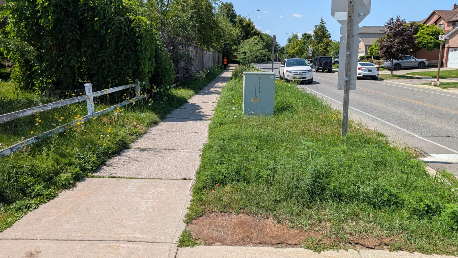 Overgrown Sidewalk Boulevard Grass Before Cutting